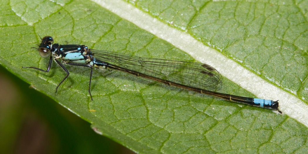 Pacific Forktail