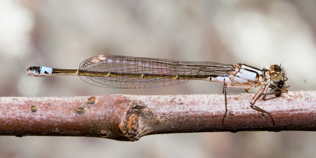 Pacific Forktail