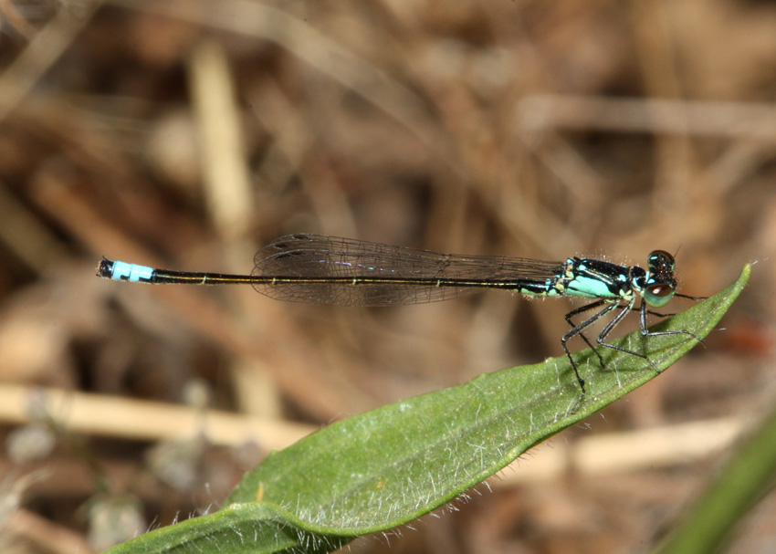 Pacific Forktail