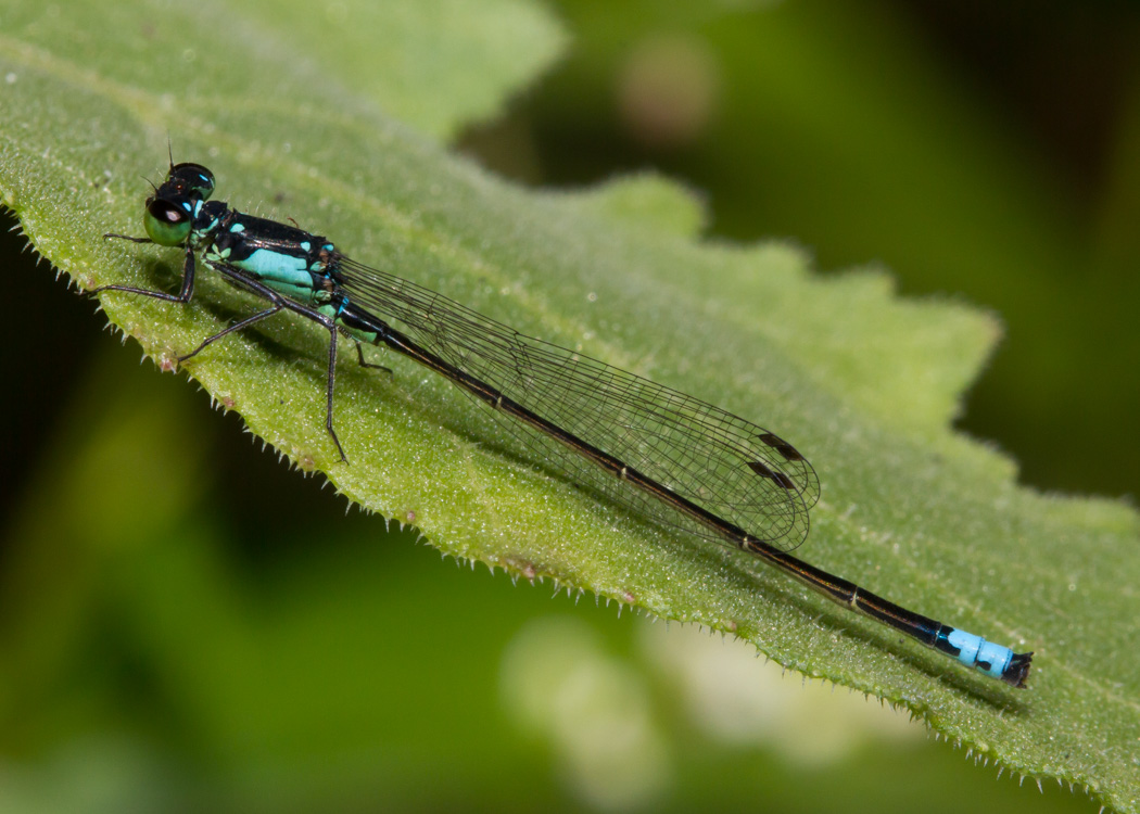 Pacific Forktail