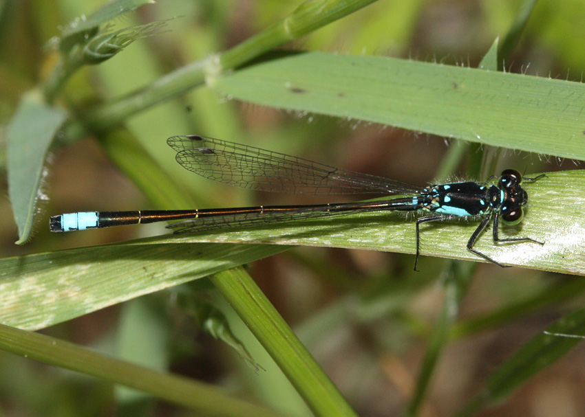 Pacific Forktail