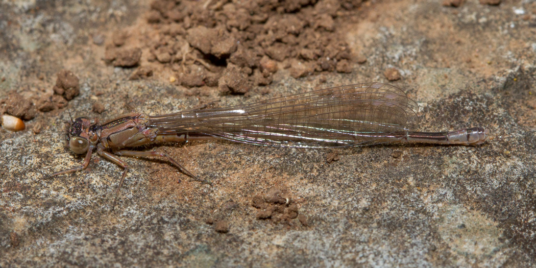 Pacific Forktail