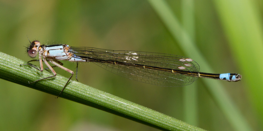 Pacific Forktail