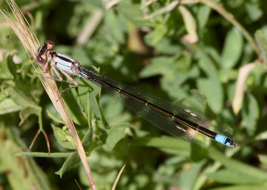 Pacific Forktail