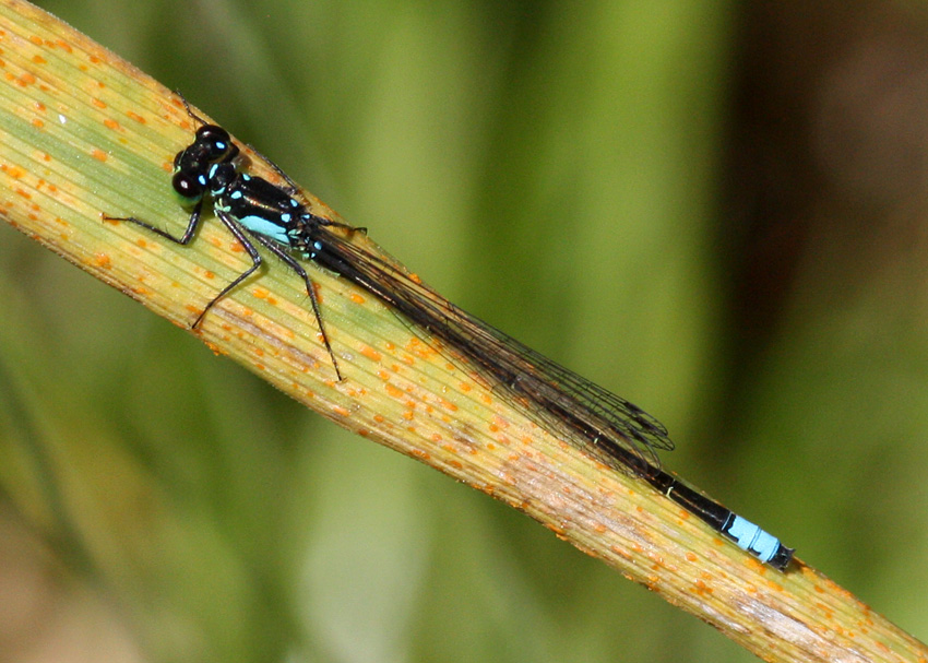 Pacific Forktail