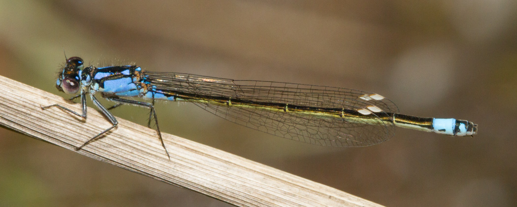 Pacific Forktail