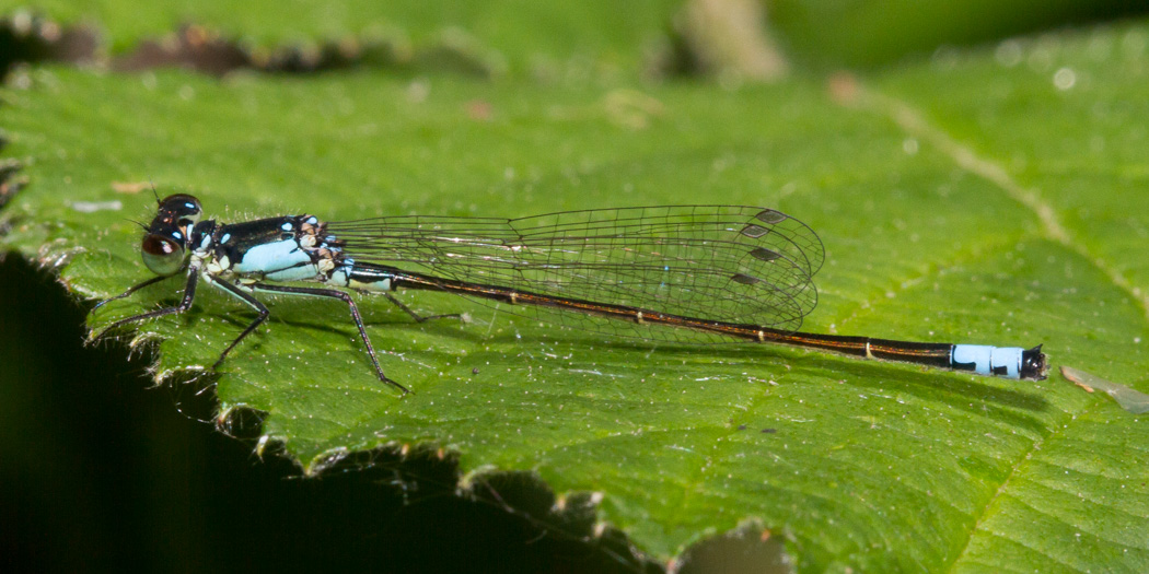 Pacific Forktail