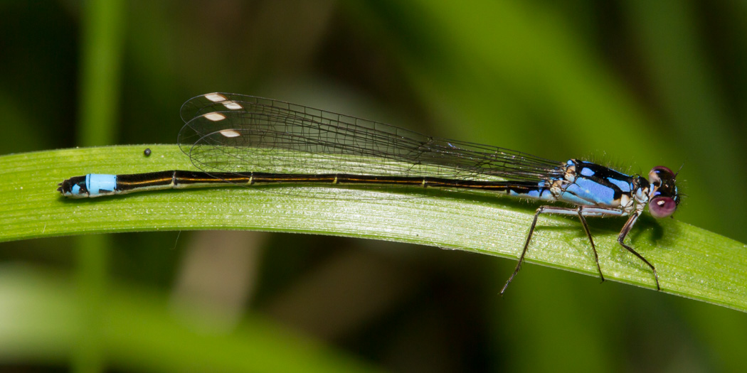 Pacific Forktail