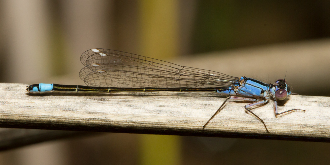 Pacific Forktail