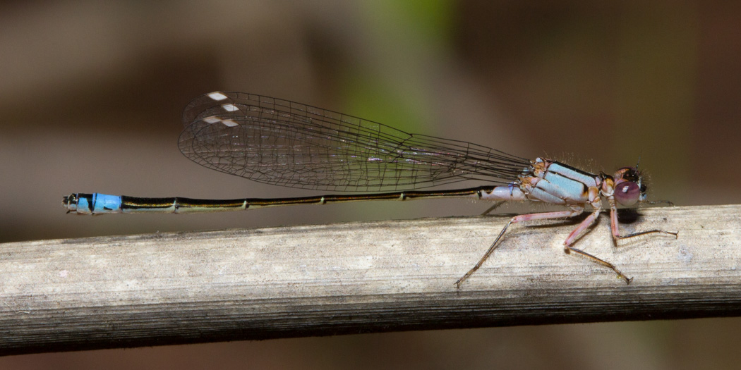 Pacific Forktail