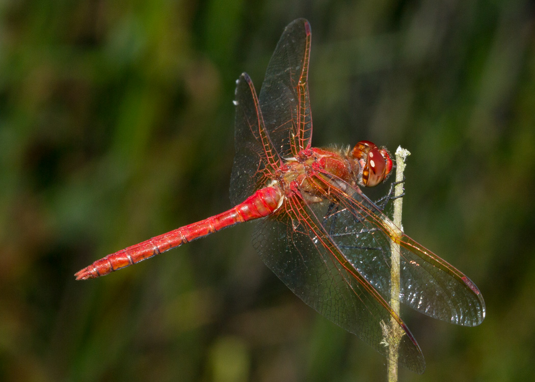 Red-veined Meadowhawk