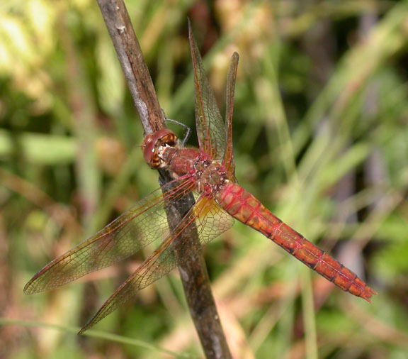 Red-veined Meadowhawk