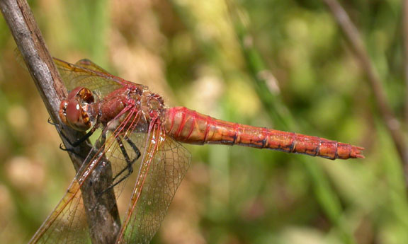 Red-veined Meadowhawk