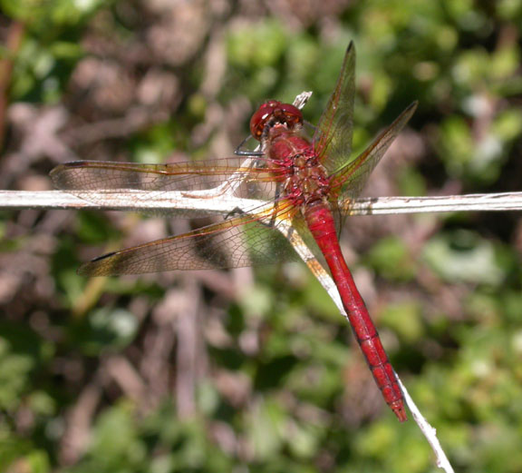 Red-veined Meadowhawk