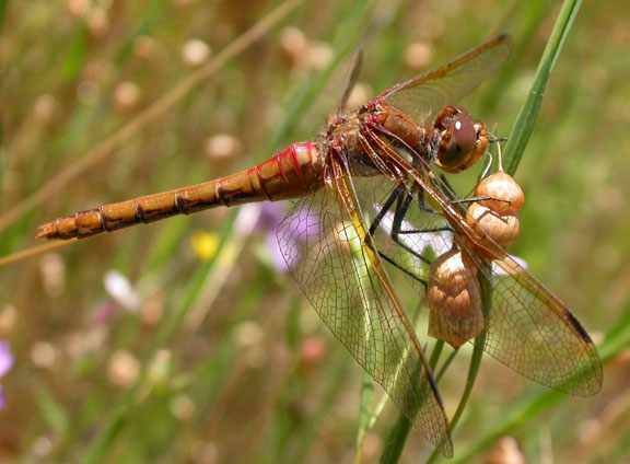 Red-veined Meadowhawk