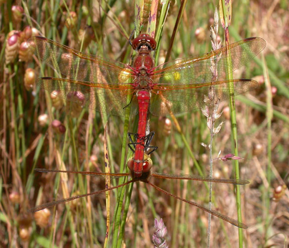 Red-veined Meadowhawk