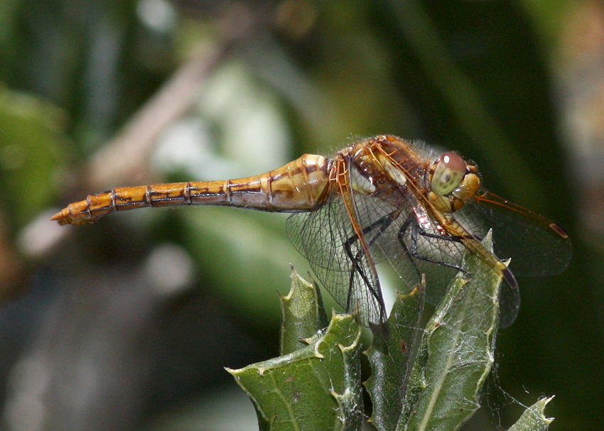 Red-veined Meadowhawk