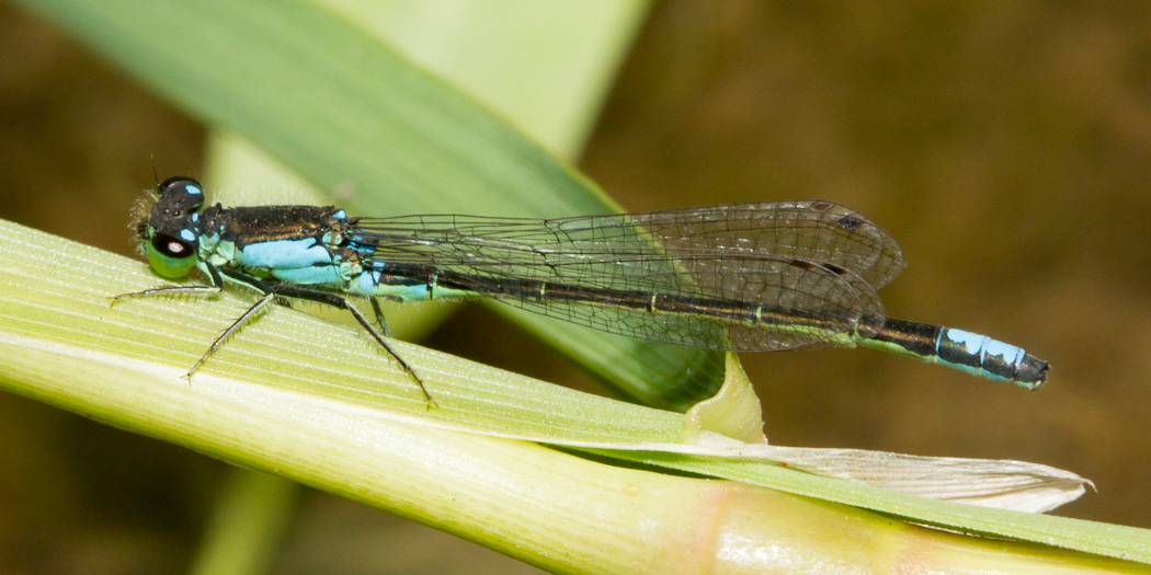 San Francisco Forktail