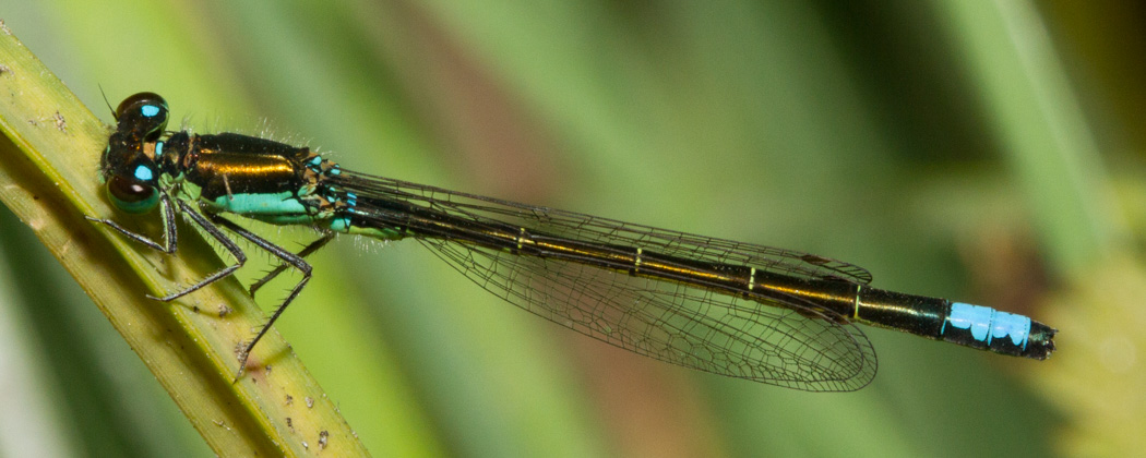 San Francisco Forktail