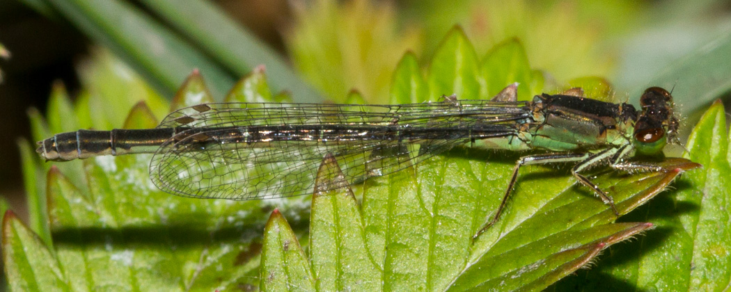 San Francisco Forktail