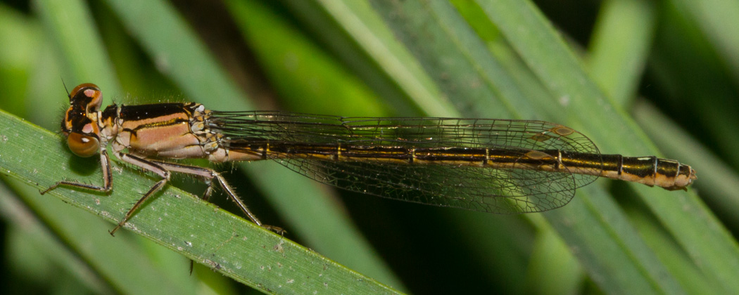 San Francisco Forktail