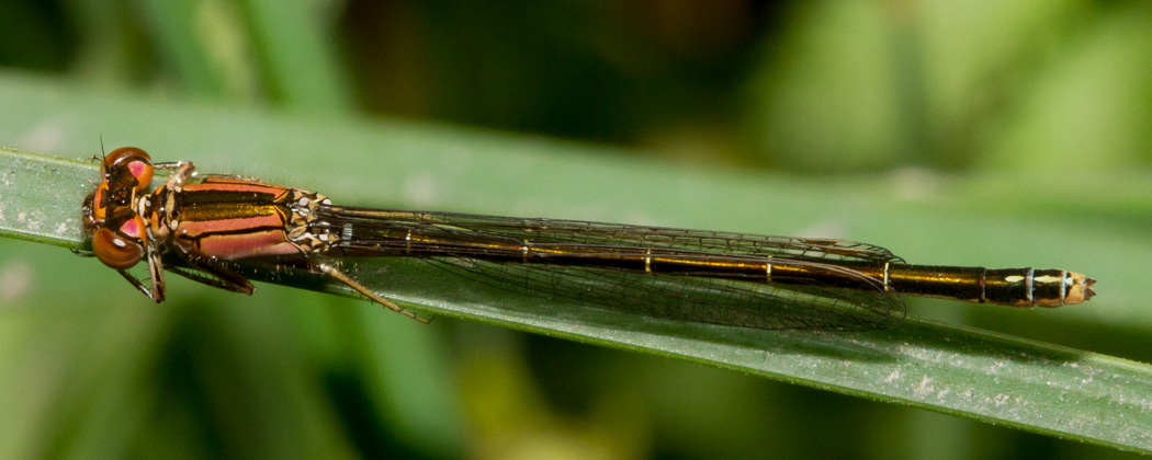 San Francisco Forktail