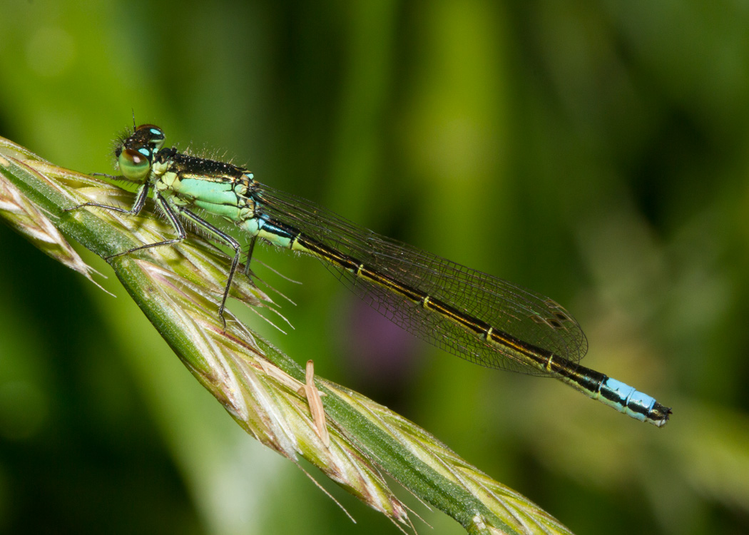 San Francisco Forktail