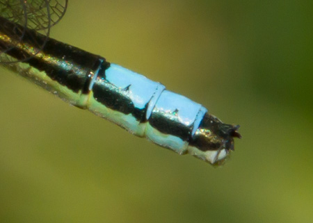 San Francisco Forktail