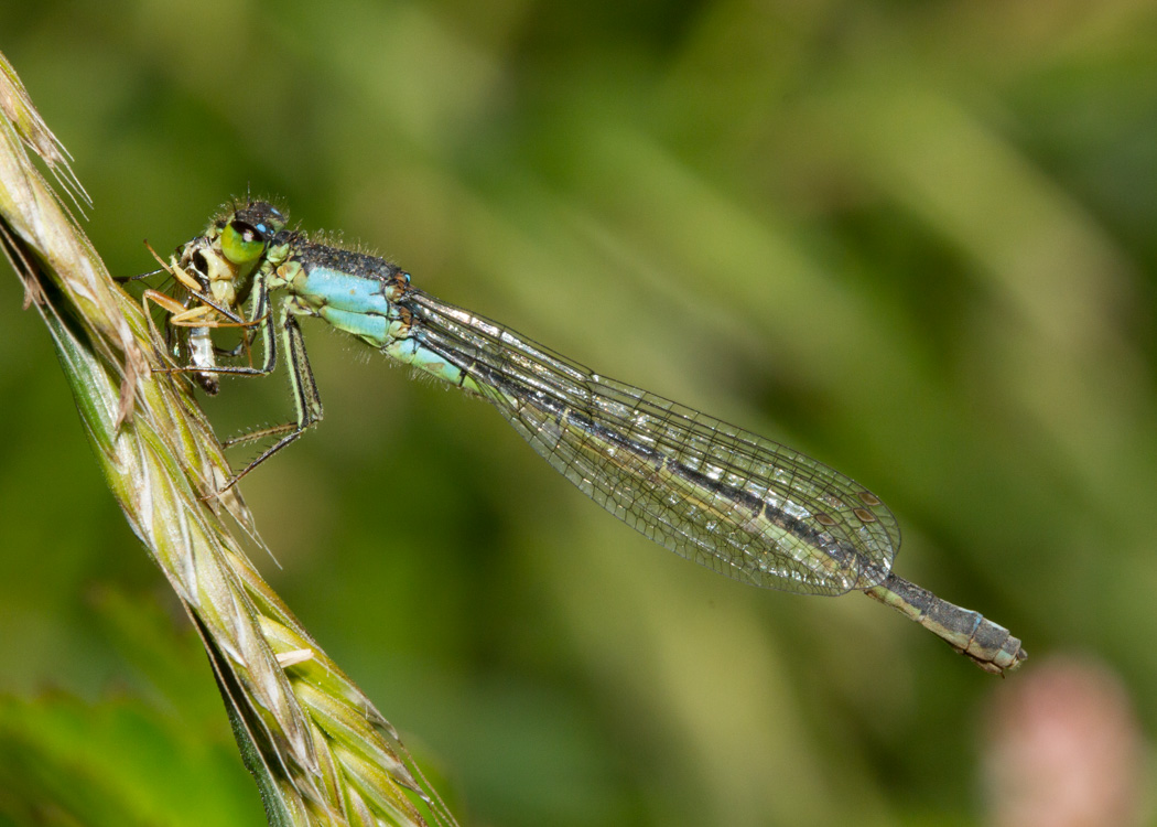 San Francisco Forktail