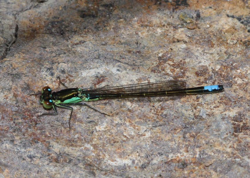 San Francisco Forktail