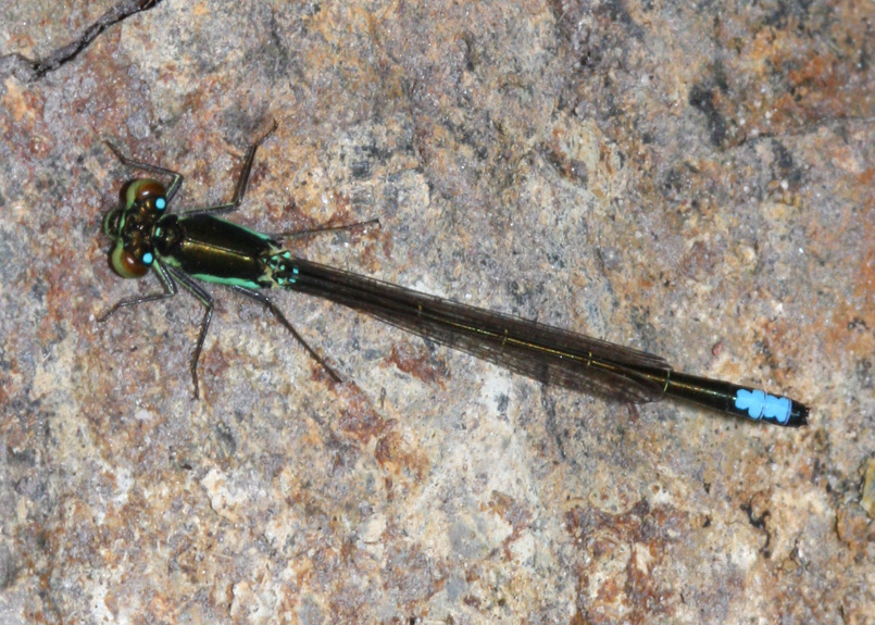 San Francisco Forktail