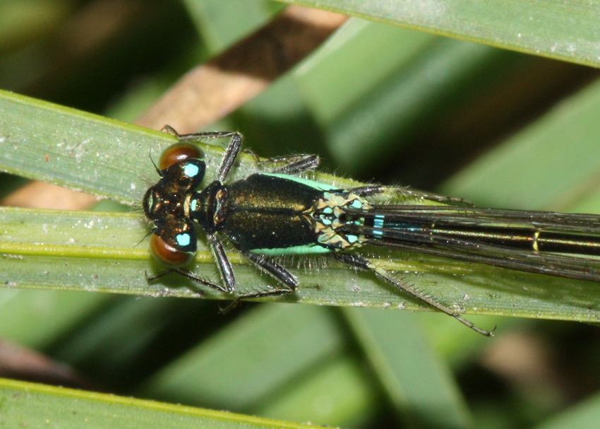 San Francisco Forktail