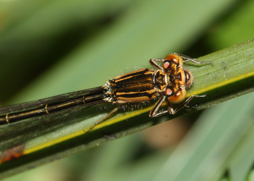 San Francisco Forktail