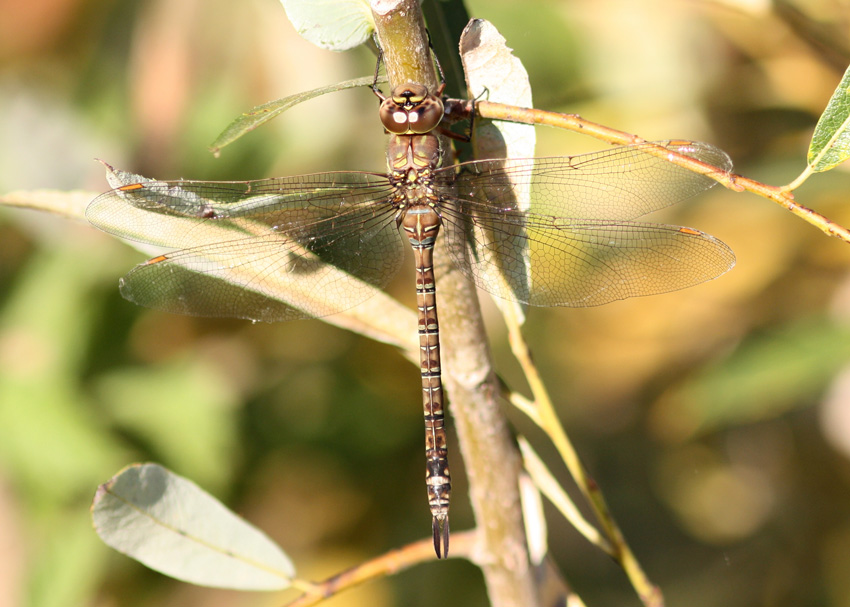 Shadow Darner