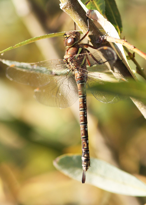 Shadow Darner