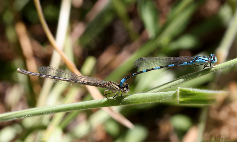 Tule Bluets