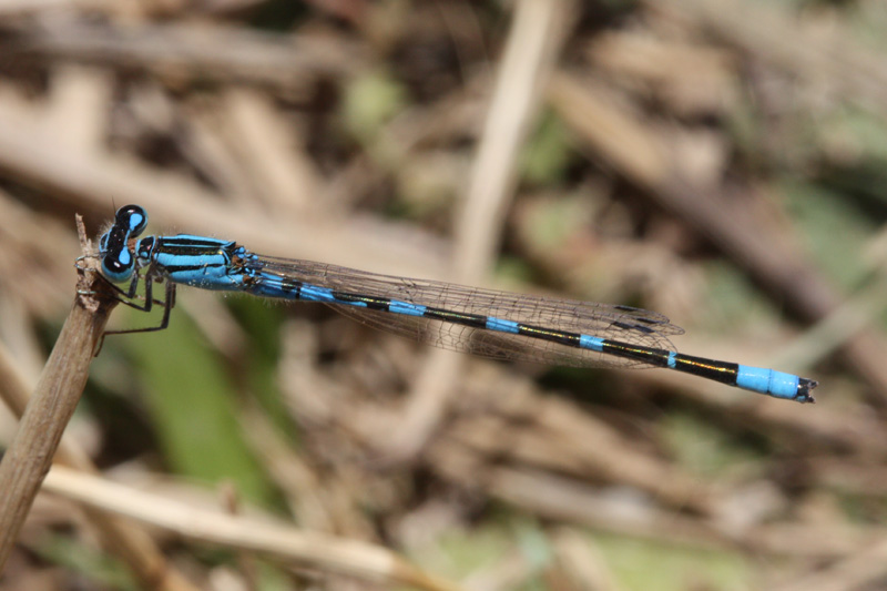 Tule Bluet