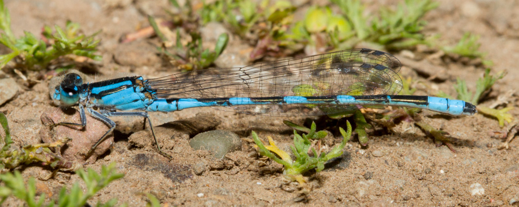 Tule Bluet