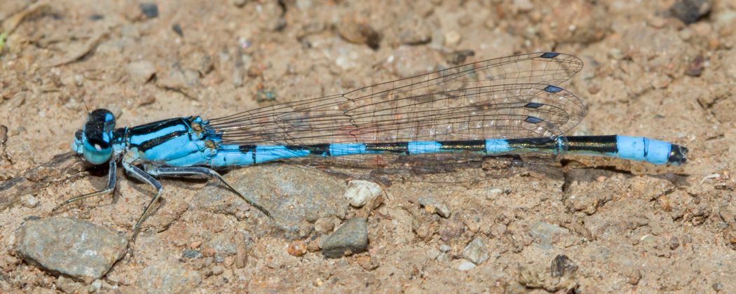 Tule Bluet