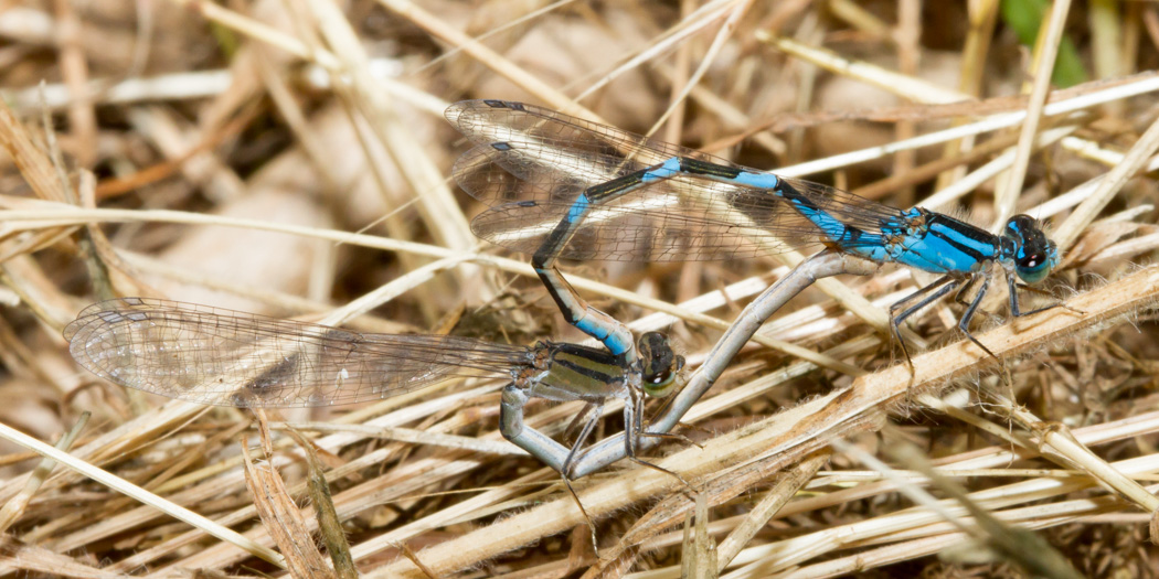 Tule Bluets