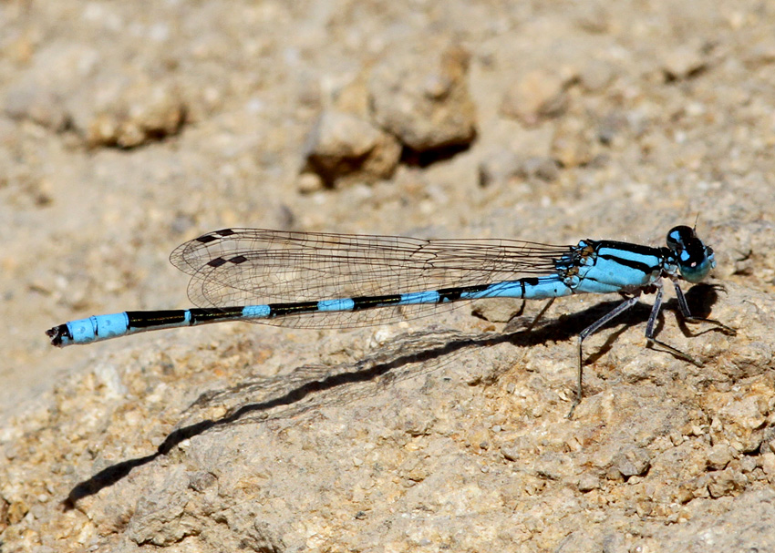 Tule Bluet