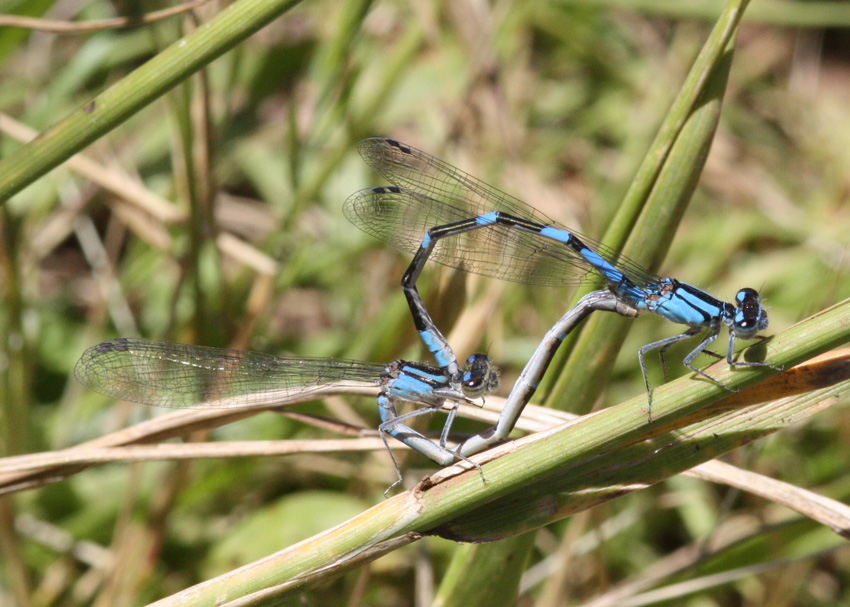 Tule Bluets