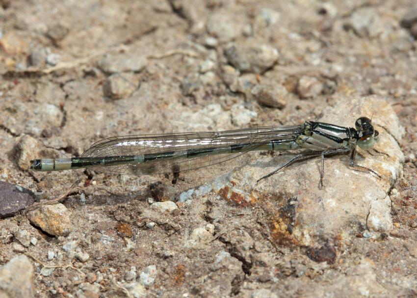 Tule Bluet