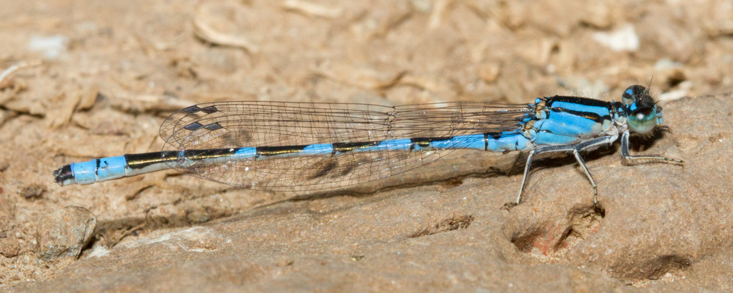 Tule Bluet