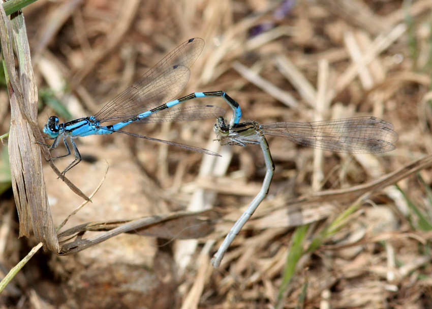 Tule Bluet