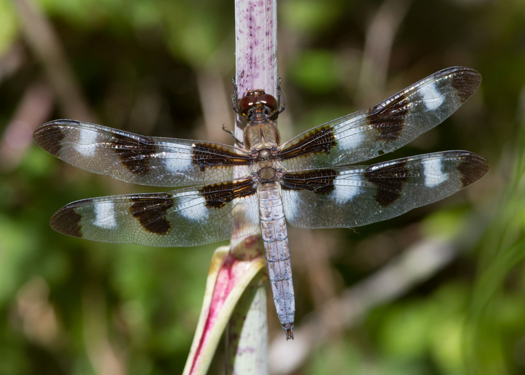 Twelve-spotted Skimmer