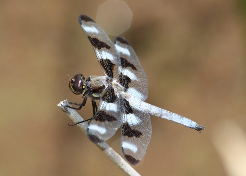 Twelve-spotted Skimmer