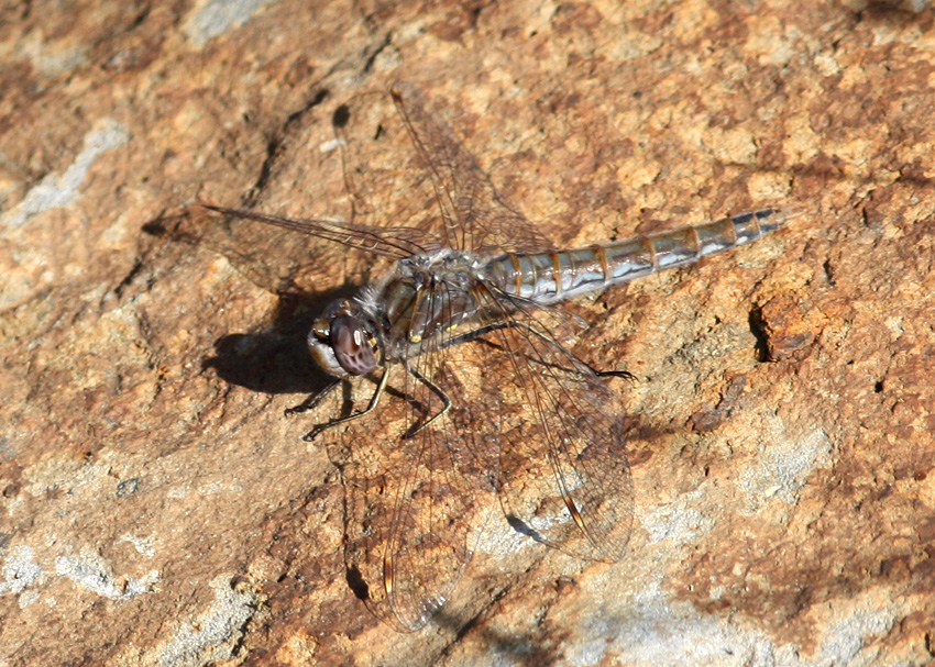 Variegated Meadowhawk