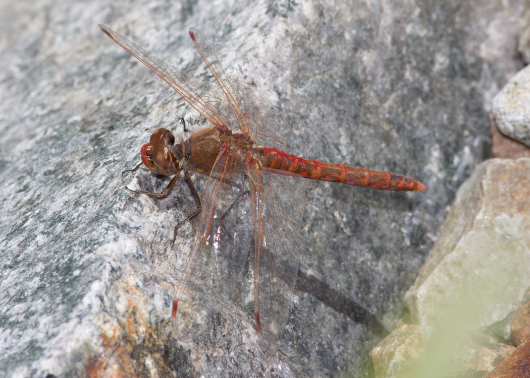 Variegated Meadowhawk