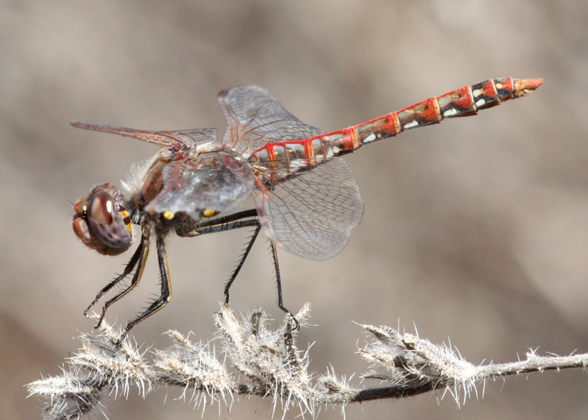 Variegated Meadowhawk